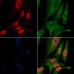 Phospho-MKP-1 (Ser323) Polyclonal Antibody