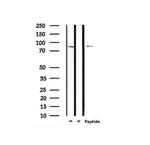 Phospho-MLK3 (Ser674) Polyclonal Antibody