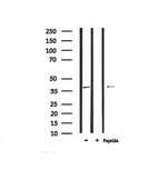 Phospho-NDRG2 (Thr348) Polyclonal Antibody