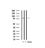 Phospho-PAK6 (Ser165) Polyclonal Antibody