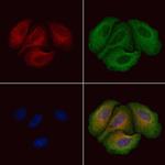 Phospho-PDE4D (Ser715) Polyclonal Antibody