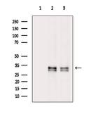 Phospho-S6 (Ser244) Antibody in Western Blot (WB)