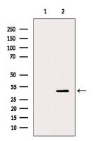 Phospho-S6 (Ser244) Antibody in Western Blot (WB)