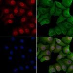 Phospho-SMAD4 (Thr277) Polyclonal Antibody