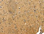 Phospho-STMN2 (Ser73) Antibody in Immunohistochemistry (Paraffin) (IHC (P))