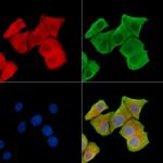 Phospho-TLR5 (Tyr798) Polyclonal Antibody