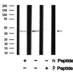 Phospho-XPA (Ser196) Polyclonal Antibody
