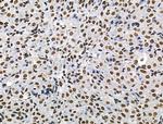 Phospho-POLR2A (Ser1616) Antibody in Immunohistochemistry (Paraffin) (IHC (P))