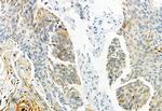 Phospho-CaV1.2 (Ser1981) Antibody in Immunohistochemistry (Paraffin) (IHC (P))