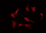 Phospho-Caspase 3 (Ser26) Antibody in Immunocytochemistry (ICC/IF)