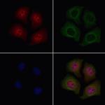 Phospho-HDAC7 (Ser486) Polyclonal Antibody