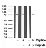Phospho-PRC1 (Thr470) Antibody in Western Blot (WB)