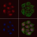 Phospho-PRC1 (Thr481) Polyclonal Antibody