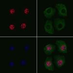 Phospho-p130 (Thr642) Antibody in Immunocytochemistry (ICC/IF)