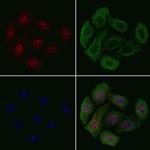 Phospho-p130 (Ser639) Antibody in Immunocytochemistry (ICC/IF)
