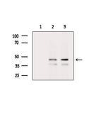 Phospho-VASP (Thr278) Antibody in Western Blot (WB)
