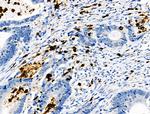 Phospho-CEACAM1 (Ser508) Polyclonal Antibody