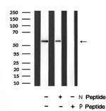 Phospho-EpoR (Tyr426) Polyclonal Antibody