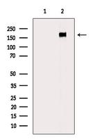 Phospho-ErbB4 (Tyr1242) Polyclonal Antibody