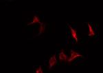 Phospho-CD19 (Tyr500) Antibody in Immunocytochemistry (ICC/IF)