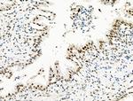 Phospho-EIF6 (Ser235) Polyclonal Antibody