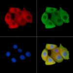 Phospho-GP130 (Tyr759) Polyclonal Antibody