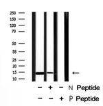 Phospho-H2A.X (Tyr143) Antibody in Western Blot (WB)
