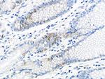 Phospho-MCM2 (Ser139) Antibody in Immunohistochemistry (Paraffin) (IHC (P))