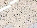 Phospho-MCM2 (Ser139) Antibody in Immunohistochemistry (Paraffin) (IHC (P))