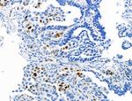 Phospho-MCM2 (Ser139) Antibody in Immunohistochemistry (Paraffin) (IHC (P))