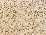 Phospho-MCM2 (Ser139) Antibody in Immunohistochemistry (Paraffin) (IHC (P))