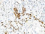 Phospho-MCM2 (Ser139) Antibody in Immunohistochemistry (Paraffin) (IHC (P))