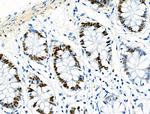 Phospho-MCM2 (Ser139) Polyclonal Antibody