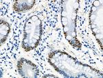 Phospho-MCM2 (Ser27) Polyclonal Antibody