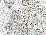Phospho-MCM2 (Ser53) Polyclonal Antibody