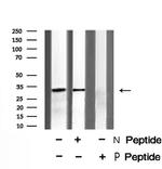 Phospho-NPM1 (Ser4) Antibody in Western Blot (WB)