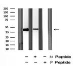Phospho-RCC1 (Ser11) Polyclonal Antibody
