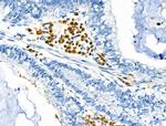 Phospho-CD150 (Tyr281) Antibody in Immunohistochemistry (Paraffin) (IHC (P))