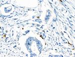 Phospho-CD150 (Tyr281) Polyclonal Antibody
