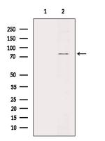 Phospho-SYN2 (Ser425) Polyclonal Antibody
