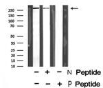 Phospho-Talin 1 (Ser425) Polyclonal Antibody