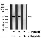 Phospho-YBX1 (Ser102) Antibody in Western Blot (WB)