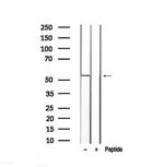Phospho-Fumarase (Thr90) Antibody in Western Blot (WB)