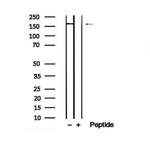 Phospho-DEPDC5 (Thr1531) Polyclonal Antibody