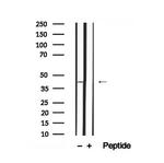 Phospho-PGK1 (Tyr324) Polyclonal Antibody