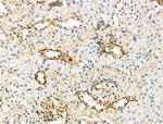 Phospho-PRPS1 (Ser180) Antibody in Immunohistochemistry (Paraffin) (IHC (P))