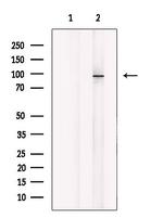 MARK Pan Polyclonal Antibody