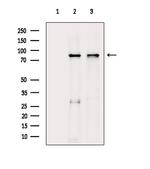 DYRK1A/DYRK1B Polyclonal Antibody