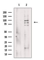 MSK2 Polyclonal Antibody