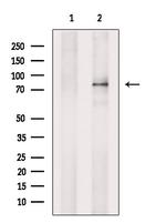 ARK5 Polyclonal Antibody